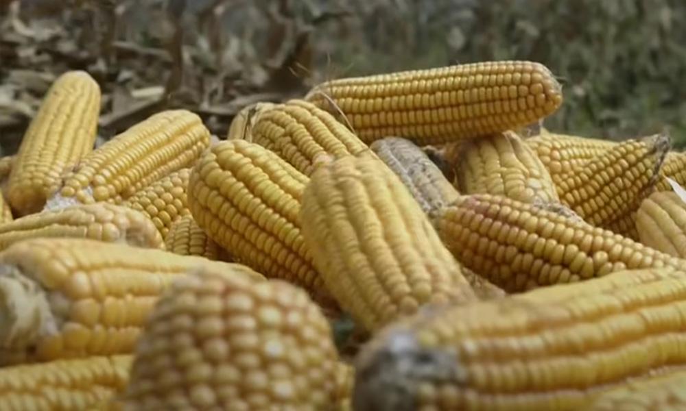 CBOT玉米可能进一步跌至471.5至475美分/蒲式耳区间